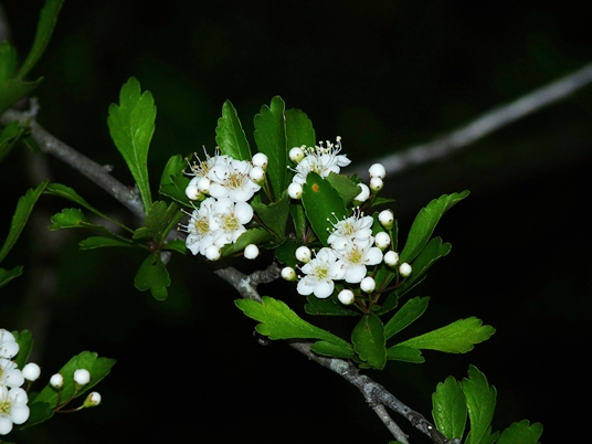 {Crataegus spathulata}